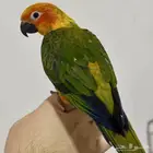 فرخ صن كنيور اليف جدا