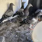 طبات زاجل