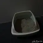 قط للبيع