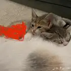 قط ذكر وانثى صغار لتبني ( مجانا)