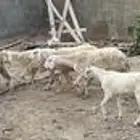 مراح  غنم حري حريه  ومعزا