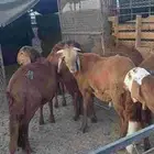 طليان سواكني مرابي