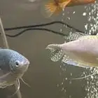 سمك gourami