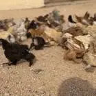 للبيع دجاج براهما صيصان براهما الالون مشكلة