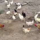 للبيع دجاج العدد 25