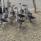 وز عراقي