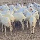ذبائح رفد مقفلة شحم ولحم