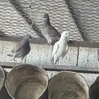 قطع فرنسي وزاجل واجواز مشكله