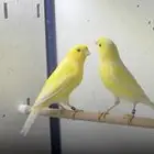 كناري وتر سلاجر