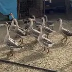 وز عراقي اصل