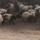 ذبايح