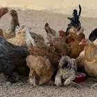 دجاج براهما اصل الالوان فواتح