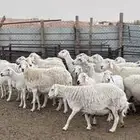 غنم حريه طيبه وسمان و مشروطة