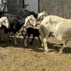 شياه نجد متابيع 4 تحتها 4