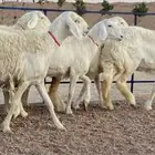 حريات صنف منوة ألقاني(تم البيع)