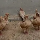 حمام كنق للبيع