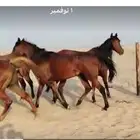 4 أفراس منتجه و حصانين
