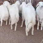 ضحايا حري وسواكن يوجد خدمة السلخ والتوصيل