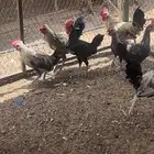 ديوك بلدي