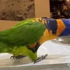 لوري سوبر جامبو ذكر متكلم وليف جدا  جدا  يلعب يرقص جاهز للانت