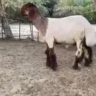 للبيع جذع نعيمي صنف ومعرف