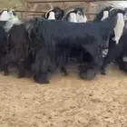 لعشاق النوادر للبيع 8 معزا عوارض صنف