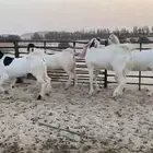 للبيع 4 جذعات بيض مطوره نوادر