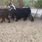 للبيع 5 معزا بفحلها