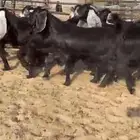 للبيع 9 جفار بفحلهن عوارض