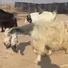 للبيع 4 معزا تحتها 8