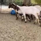 للبيع 5 رخال نعيم صنف