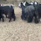 للبيع 11 راس معزا عوارض صنف