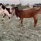 للبيع 4 جفار مطوره نوادر