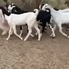 للبيع 6 معزا نوادر