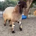 للبيع جذع نعيمي صنف