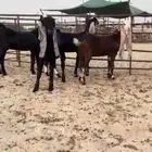 للبيع 4 جفار بفحلها سود مطوره