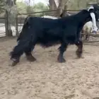 للبيع تيس عارضي اعطر صنف
