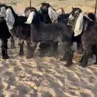 للبيع 9 جفار عوارض بفحلها صنف