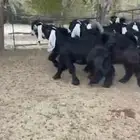 للبيع 9 جفار عوارض صنف بفحلها