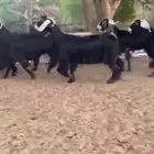 للبيع 7 معزا عوارض طيبه