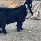 للبيع تيس عارضي صنف