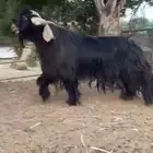 للبيع تيس عارضي صنف