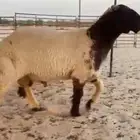 للبيع جذع نعيمي خصصصم الخصصم