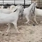 للبيع 7 جفار بيض مطوره بفحلها