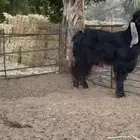 للبيع تيس عارضي ثني