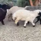 للبيع غنم عرب صنف