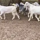 للبيع 6 جفار بيض نوادر بفحلها