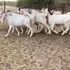 للبيع 6 جفار بيض بفحلها