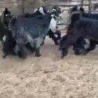 للبيع 8 جفار بفحلها عوارض فاخره