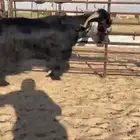 للبيع تيس عارضي نادر